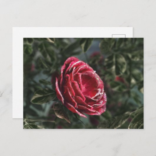 Carte postale du cadeau d'adieu de l'hiver (Devant / Derrière)