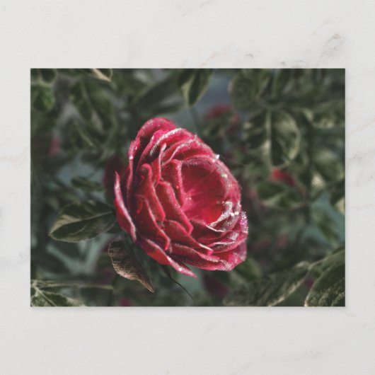 Carte postale du cadeau d'adieu de l'hiver (Devant)