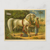 Carte postale du calendrier 2012 du Sultan (Devant)