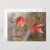 Carte postale du Canada - Feuilles de l'érable (Devant / Derrière)