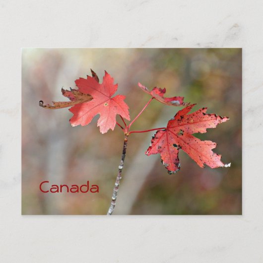 Carte postale du Canada - Feuilles de l'érable (Devant)