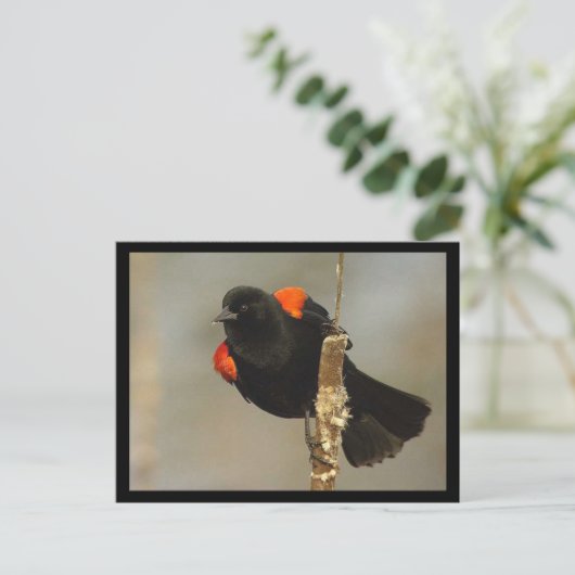 Carte postale du Carouge à épaulettes (Debout devant)