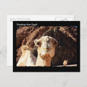 Carte postale du chameau mignon (Devant / Derrière)