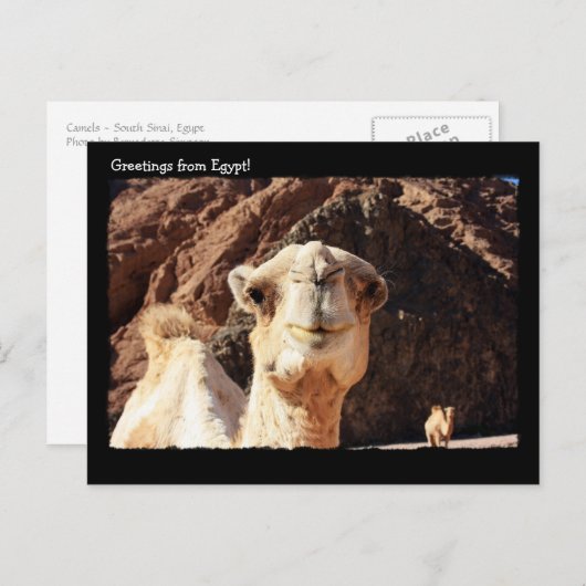 Carte postale du chameau mignon (Devant / Derrière)