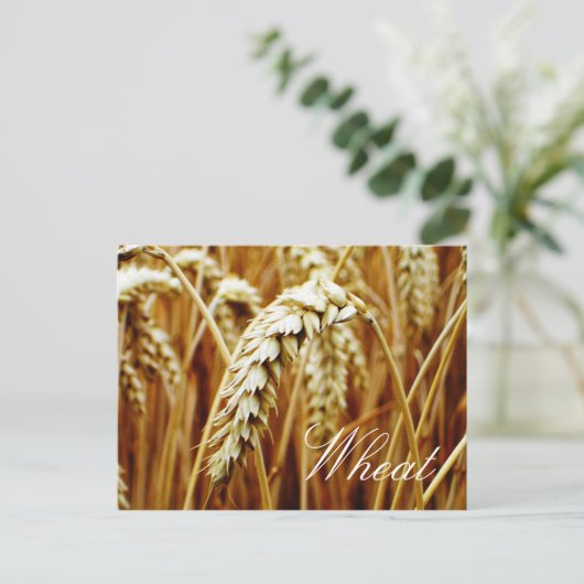 Carte postale du champ de blé (Debout devant)