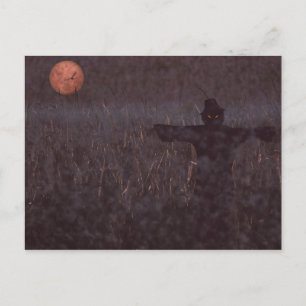 Carte postale du champ de maïs