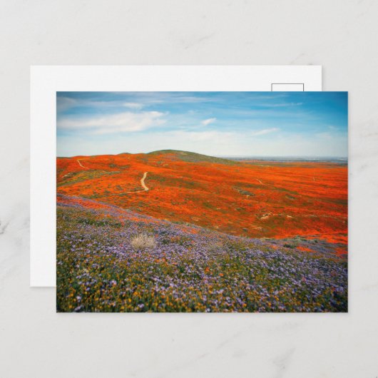 Carte postale du champ de pavots (Devant / Derrière)