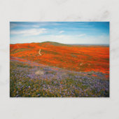 Carte postale du champ de pavots (Devant)