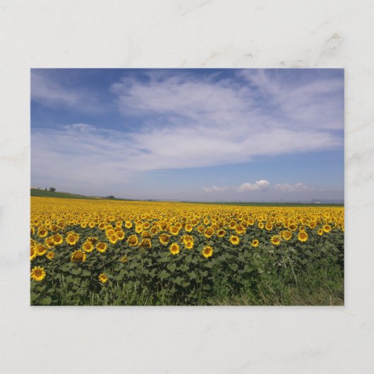 Carte postale du champ de tournesol (Devant)