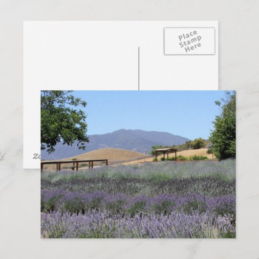 Carte postale du champ Lavender (Devant / Derrière)