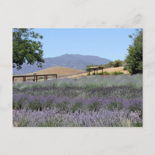 Carte postale du champ Lavender (Devant)