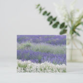 Carte postale du champ Lavender (Debout devant)