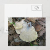 Carte postale du champignon à bracket crémeux (Devant / Derrière)