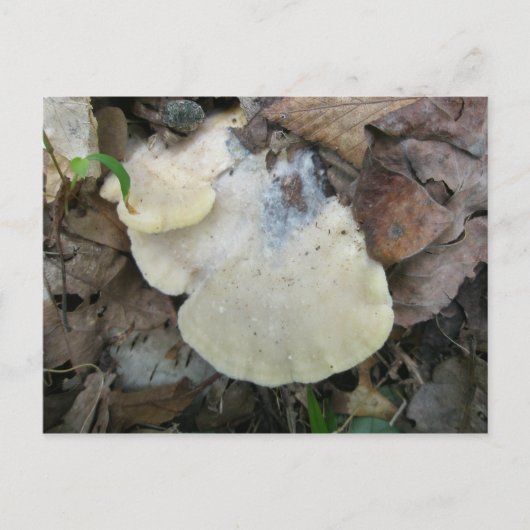 Carte postale du champignon à bracket crémeux (Devant)