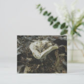 Carte postale du champignon blanc (Debout devant)