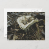 Carte postale du champignon blanc (Devant / Derrière)