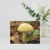 Carte postale du champignon Deathcap (Debout devant)
