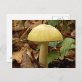 Carte postale du champignon Deathcap (Devant / Derrière)