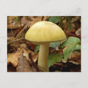 Carte postale du champignon Deathcap