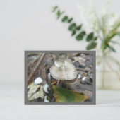 Carte postale du champignon Duo Frill (Debout devant)