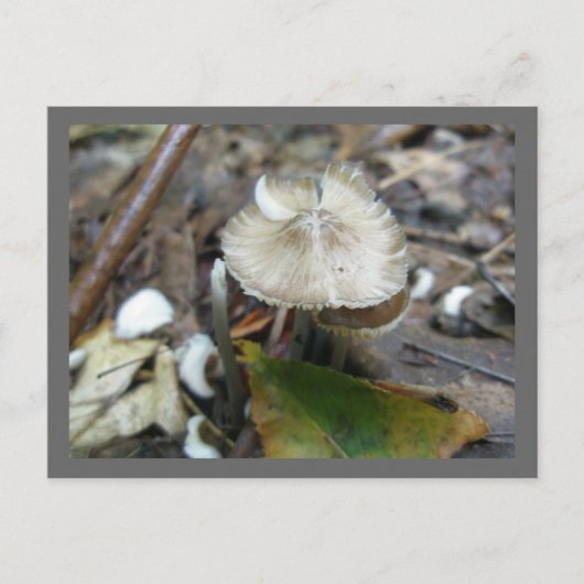 Carte postale du champignon Duo Frill (Devant)