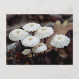 Carte postale du champignon Marasmius rotula