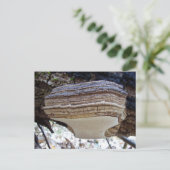 Carte postale du champignon Phellinus igniarius (Debout devant)