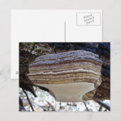 Carte postale du champignon Phellinus igniarius (Devant / Derrière)