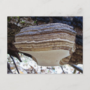 Carte postale du champignon Phellinus igniarius