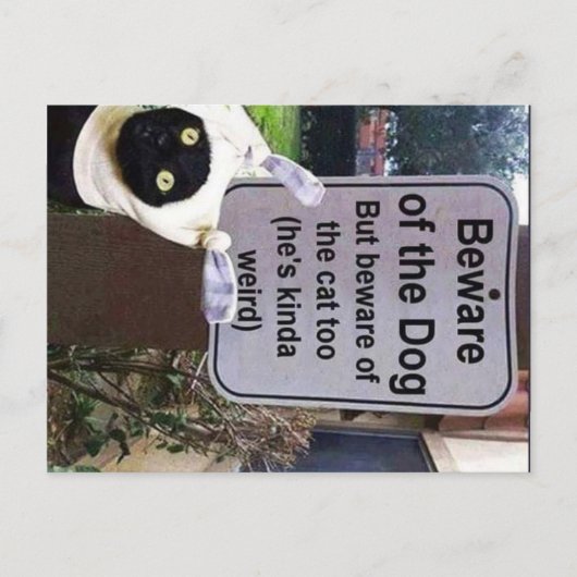 carte postale du chat (Devant)