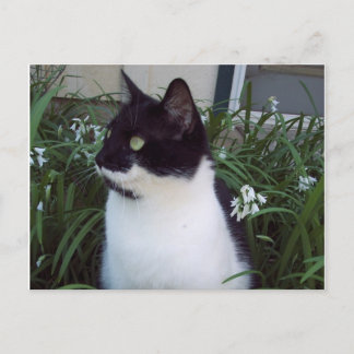 carte postale du chat