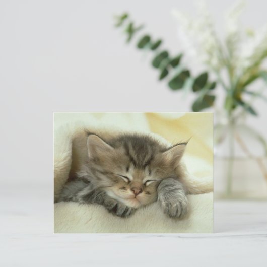 carte postale du chat (Debout devant)