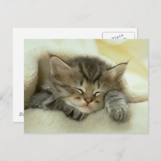 carte postale du chat (Devant / Derrière)