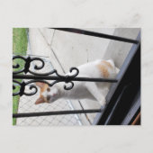 Carte postale du chat qui veut vraiment entrer (Devant)
