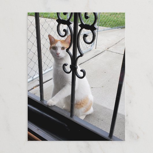 Carte postale du chat qui veut vraiment entrer