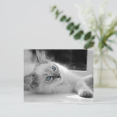 Carte postale du chaton Ragdoll (Debout devant)
