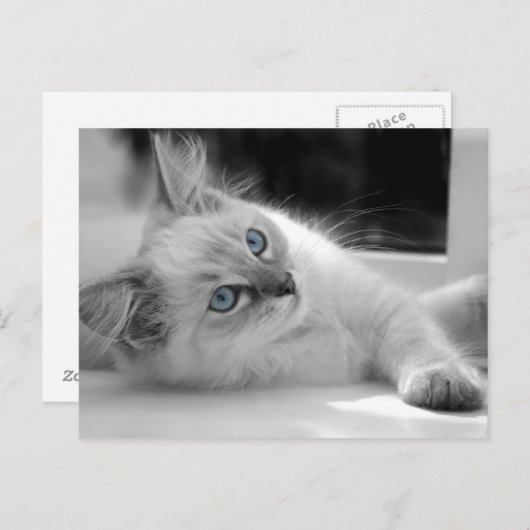 Carte postale du chaton Ragdoll (Devant / Derrière)
