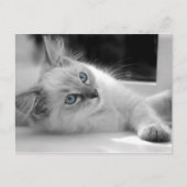 Carte postale du chaton Ragdoll (Devant)