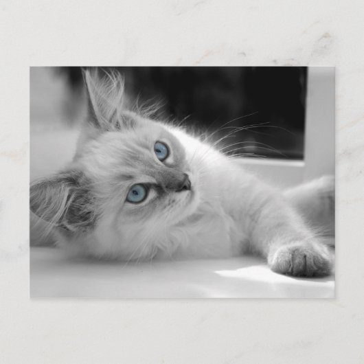 Carte postale du chaton Ragdoll (Devant)