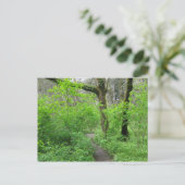 Carte postale du chemin forestier (Debout devant)
