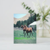 Carte postale du cheval arabe (Debout devant)
