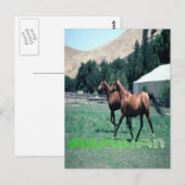 Carte postale du cheval arabe (Devant / Derrière)