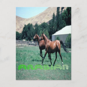 Carte postale du cheval arabe