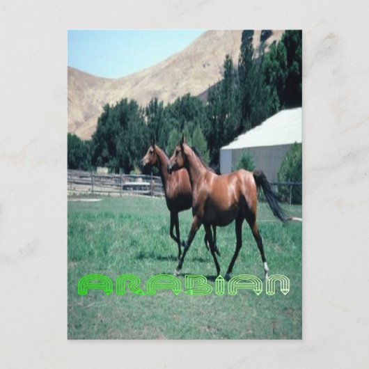 Carte postale du cheval arabe (Devant)