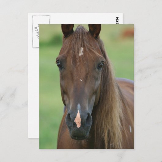 Carte postale du cheval de course Thoroughbred (Devant / Derrière)