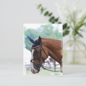 Carte postale du cheval de sang chaud néerlandais (Debout devant)