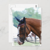 Carte postale du cheval de sang chaud néerlandais (Devant / Derrière)