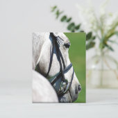 Carte postale du cheval gris (Debout devant)