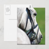 Carte postale du cheval gris (Devant / Derrière)