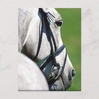 Carte postale du cheval gris